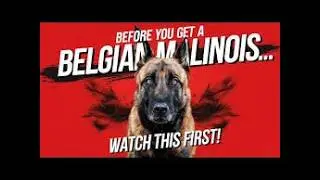 Thinking of Getting a Belgian Malinois? Watch This First!