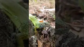 Білих ще немає, але є ящірки)