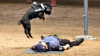 Proof That We Don’t Deserve Dogs