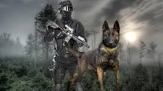 The Belgian Malinois Was Made For Action!