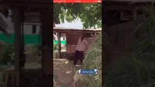 Thai girl is working at Dairy firms streaming live video on bigo live