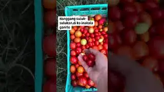 Hitik sa Bunga, Andami!