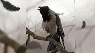 Аудиокнига : Эпизоды из историй Кроухантеров . Crowhunting .