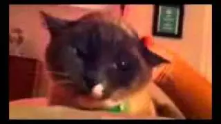 Cat Yoda Funny