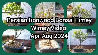 Persian Ironwood Bonsai Timey Wimey Video Apr-Aug 2024