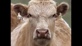 Barnyard Ace