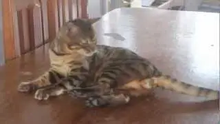 Bengal Original Mini Leopardo original Kitten Filhotes
