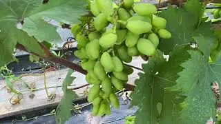 Спалах хвороб на винограднику.