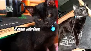 My kitten is opening drawer | Purring ASMR | Sleeping ASMR!