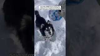 was my husky’s DNA test wrong, or is he truly a pure Siberian husky? 