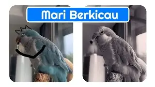 burung bernyanyi gak tuh