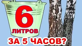 Березовый сок. Как собирать берёзовый сок БЫСТРО при походе в лес весной