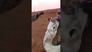 Why do they feed camels snakes?