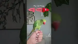 PICKLE’S “RED FLAGS” 🦜🚩 