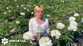 Miss America Peony. Pulkovo Garden