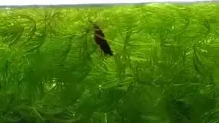 Это #креветка_ВИШНЯ - милое существо из моего аквариума