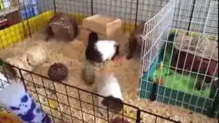 Natural Themed Cage Tour + Important Updates & Lots Of Adorable Pigs