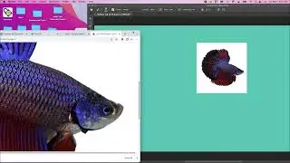 Beginner Tour of Photoshop Getting and Opening Images from the Internet