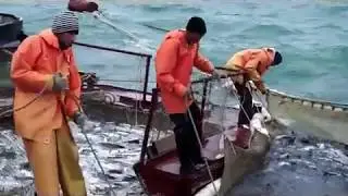Лов лососей на море. Путина 2017