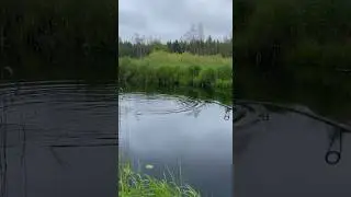 Клюнула! Аж сердце в пятки ушло!😅🎣🦶❤️ #рыбалка #природа #путешествие #щука #пейзажи #река