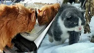 #1 Кошки и Молоко Frost, Winter, Koshlandia, Siberian Farm cats, Деревенские кошки
