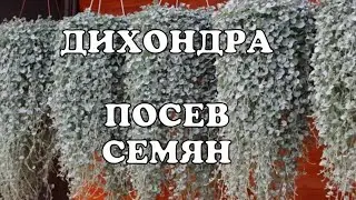 Дихондра//Посев семян