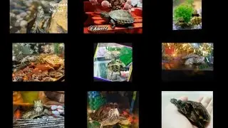 Черепашки моих подписчиков=) Итог конкурса
