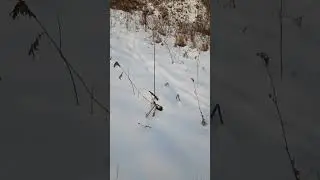 гулял по лесу, и нашёл где живут бобры.