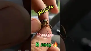 Монстры в лесу,я таких слепней не видел#приключения#монстры#путешествия#pajerosport#offroading