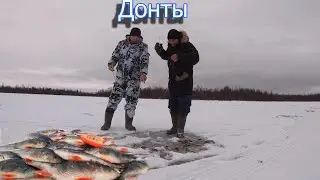 Донты .Море окуня.Работа блесны СС-35.