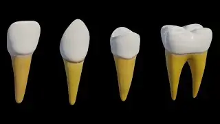 Human Teeth 3D Models