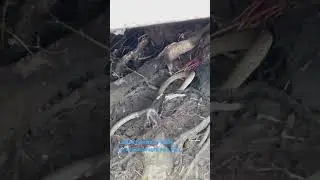 Змея и рыба. The snake & the fish