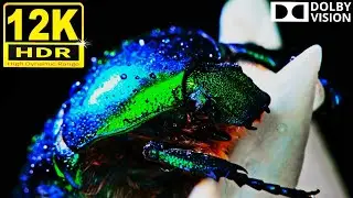 12K HDR Dolby Vision 'The Color'
