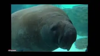 Manatee Face Smoosh mem