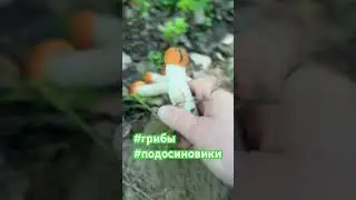 Грибная охота началась