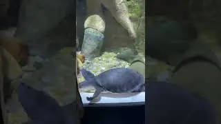 Океонариум В Дубай !!!