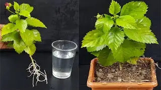 How to grow hibiscus cuttings faster at home | Grow hibiscus in water