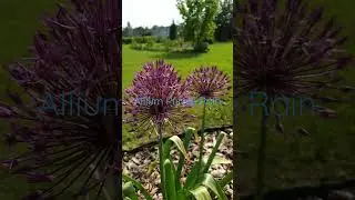 Allium Purple Rain Декоративный лук 