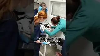 Читайте историю Бумера в комментариях🙏🏻 Помочь можно по ссылке в шапке канала