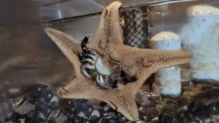 Глубоководный хоррор: как ест морская звезда