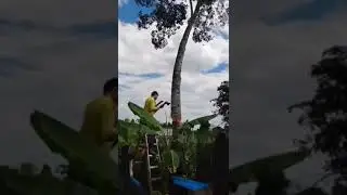 Не руби, если не подумал...