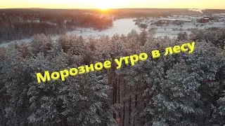 DJI MINI 2 l Морозное утро в лесу