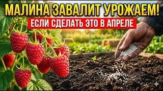 THIS RASPBERRY FEEDING IS THE SECRET TO A CROP HARVEST! IF YOU DON'T DO IT, YOU'LL BE LEFT WITH N...