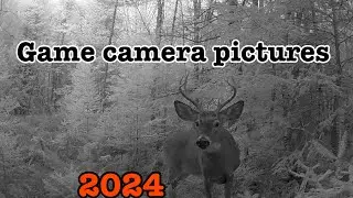 Game camera pictures from the 2024-2025 season.