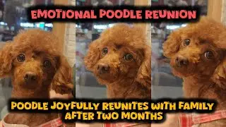 Poodle Joyfully Reunites with Family After Two Months