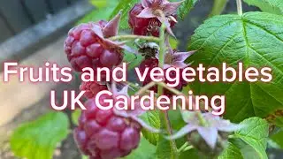 UK Vegetables and Fruits Garden End June 2024