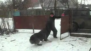 Кавказская овчарка Тор Громовержец -охрана.