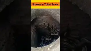 167 Snakes In Toilet Tank 