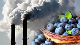Черника. Кто её спасёт?