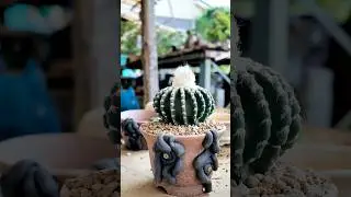 サボテンQ I tried planting a cactus in a Q pot  shorts